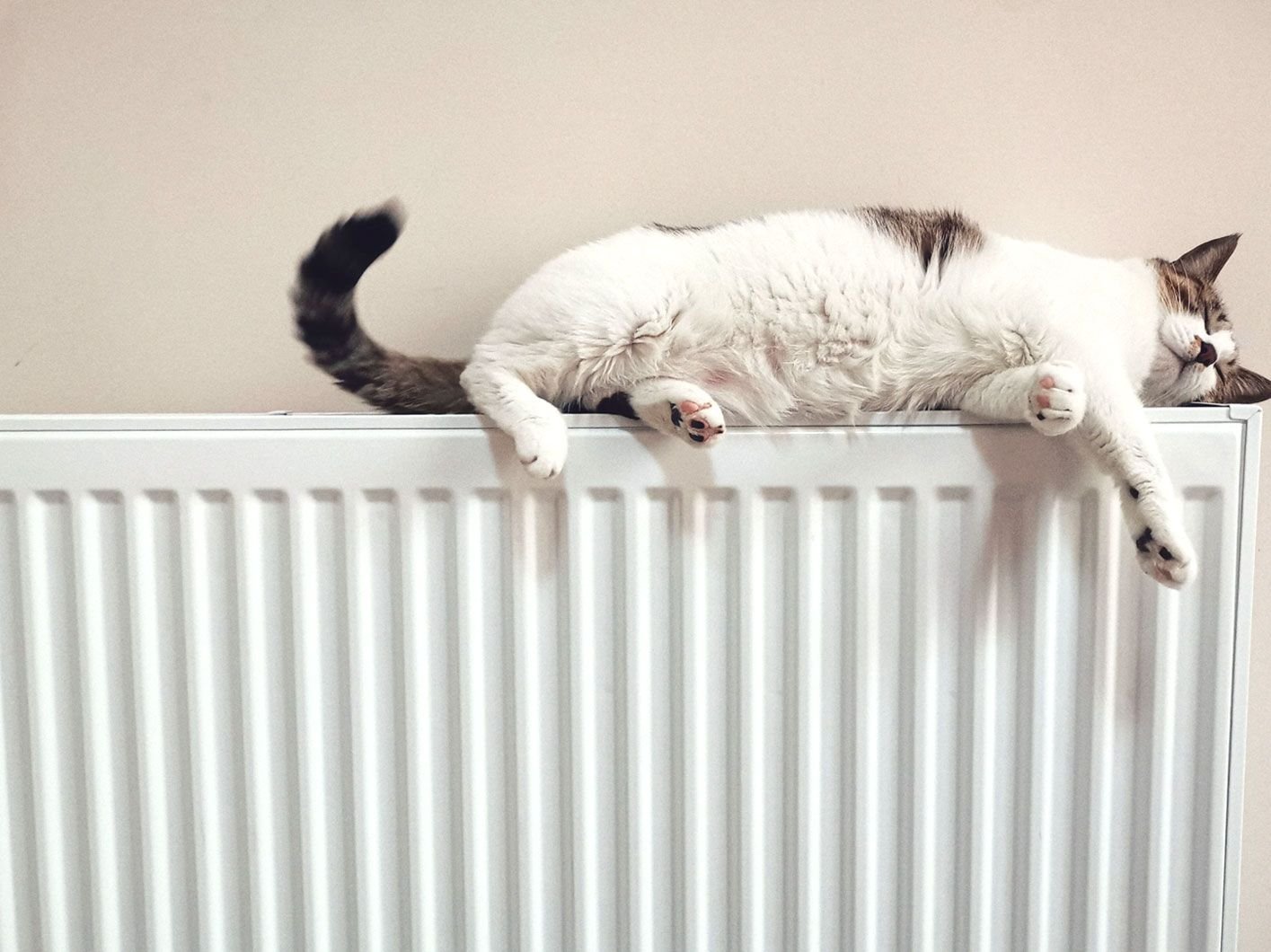 Cat on a radiator